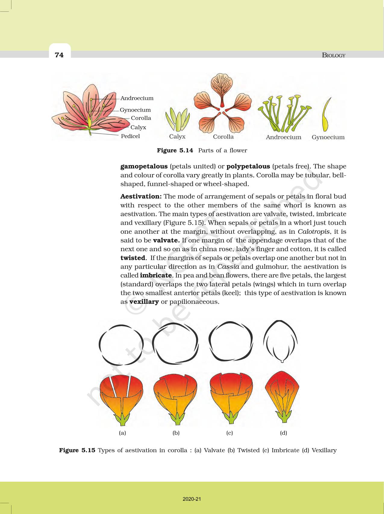 Morphology Of Flowering Plants - NCERT Book Of Class 11 Biology